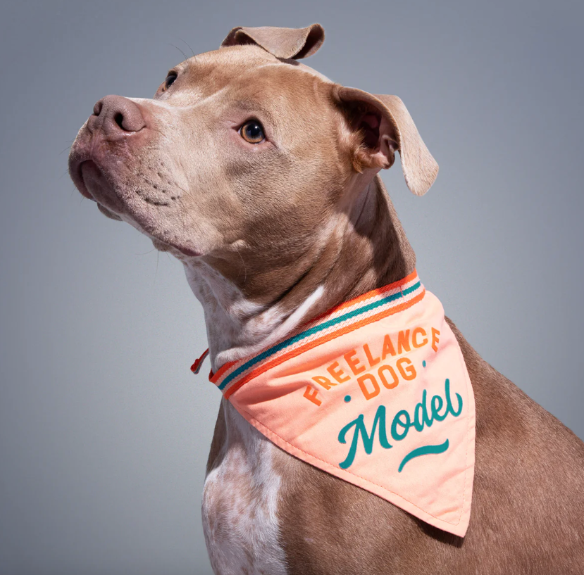 Freelance Dog Model Dog Bandana