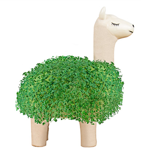 Llama Planter w/Seeds