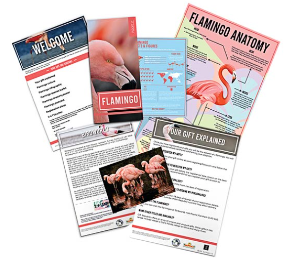 Adopt a Flamingo