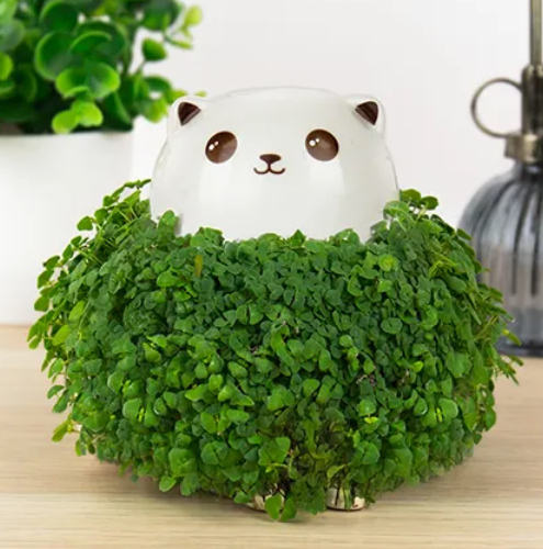 Cat Chia Planter